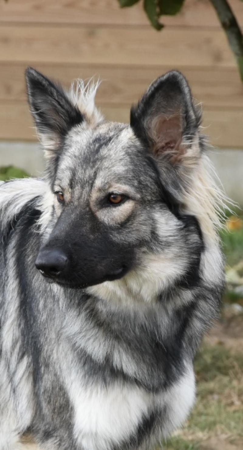 PUMPKIN Femelle Altdeutsche Schäferhunde