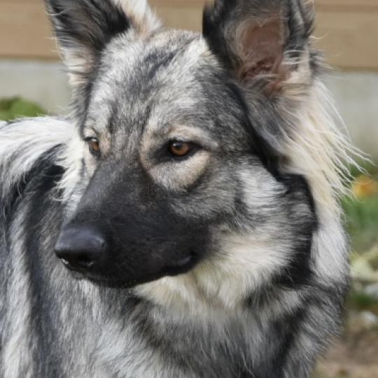 PUMPKIN Femelle Altdeutsche Schäferhunde