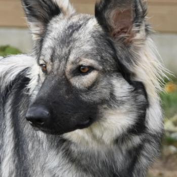 chien Altdeutsche Schäferhunde Argenté charbonné Very Sweet PUMPKIN Elevage des loups de Normandie