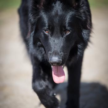 VF Asha Jaïro Mâle Altdeutsche Schäferhunde